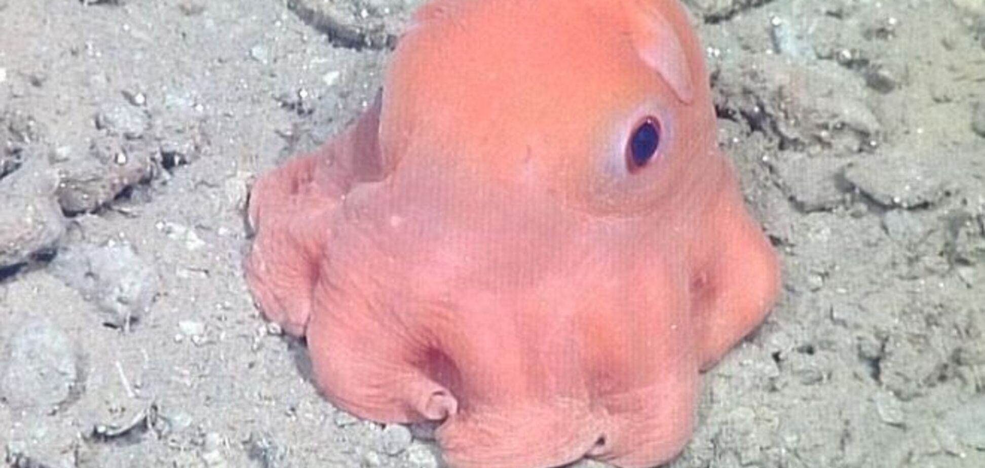 Ученые нашли самое милое морское существо: фотофакт