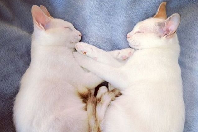 Не разлей вода: кошки-близняшки, которые спят в одинаковых позах