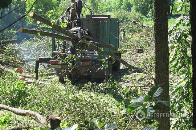 Под Киевом застройщики устроили 'резню' деревьев: фотофакт