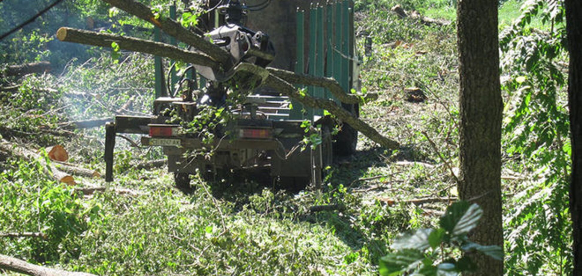 Под Киевом застройщики устроили 'резню' деревьев: фотофакт