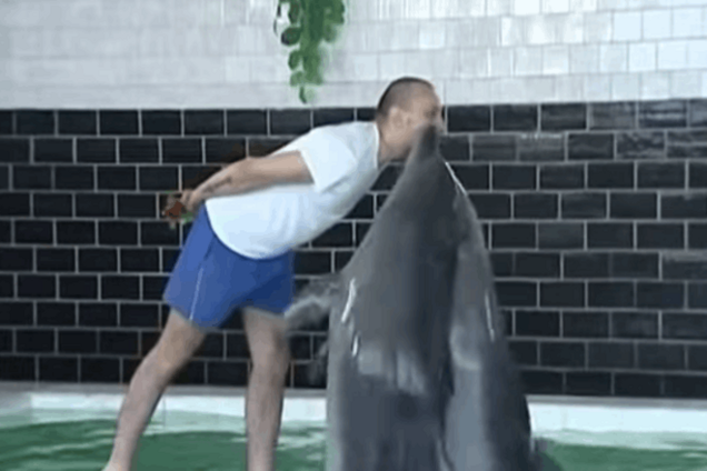 В Украине раненых бойцов АТО лечат дельфины: опубликован видеорепортаж