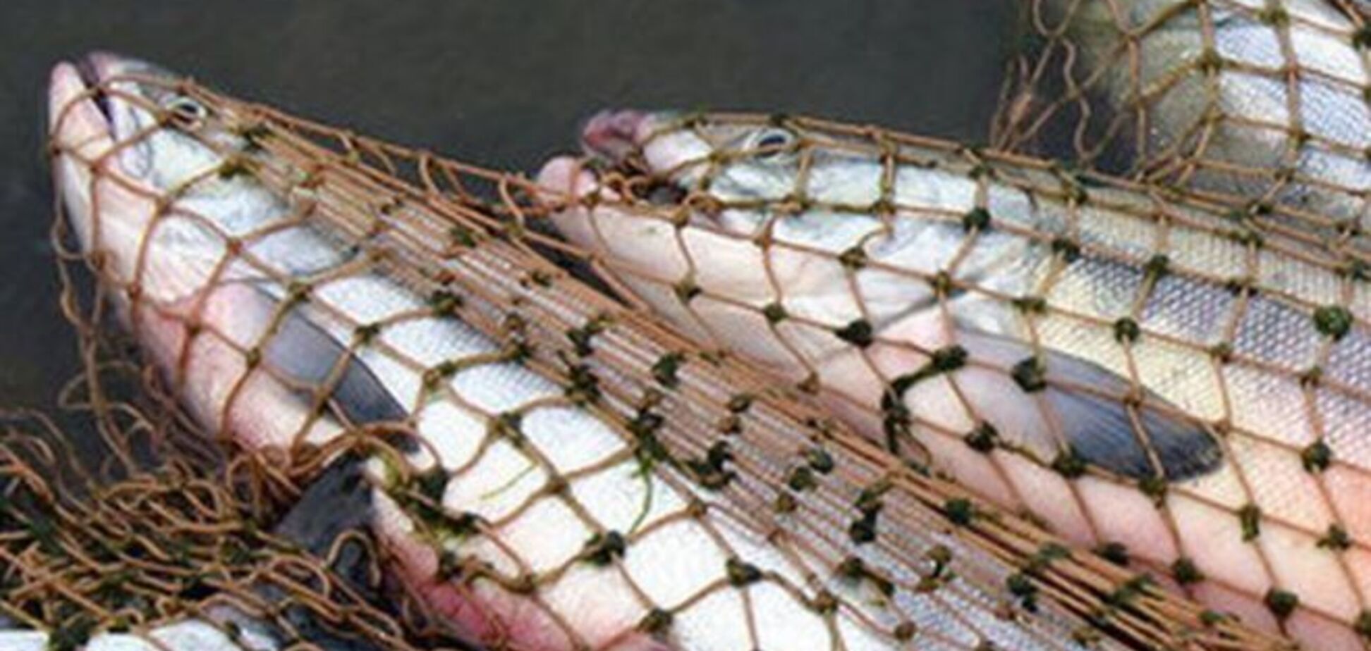 Госрыбагентство намерено упростить промышленный вылов рыбы