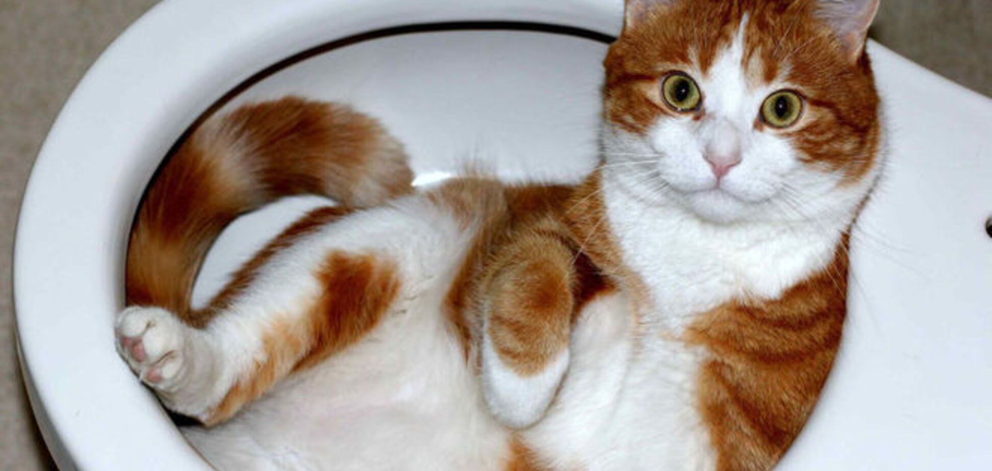 16 неожиданных мест, где любят отдыхать коты: вы будете удивлены