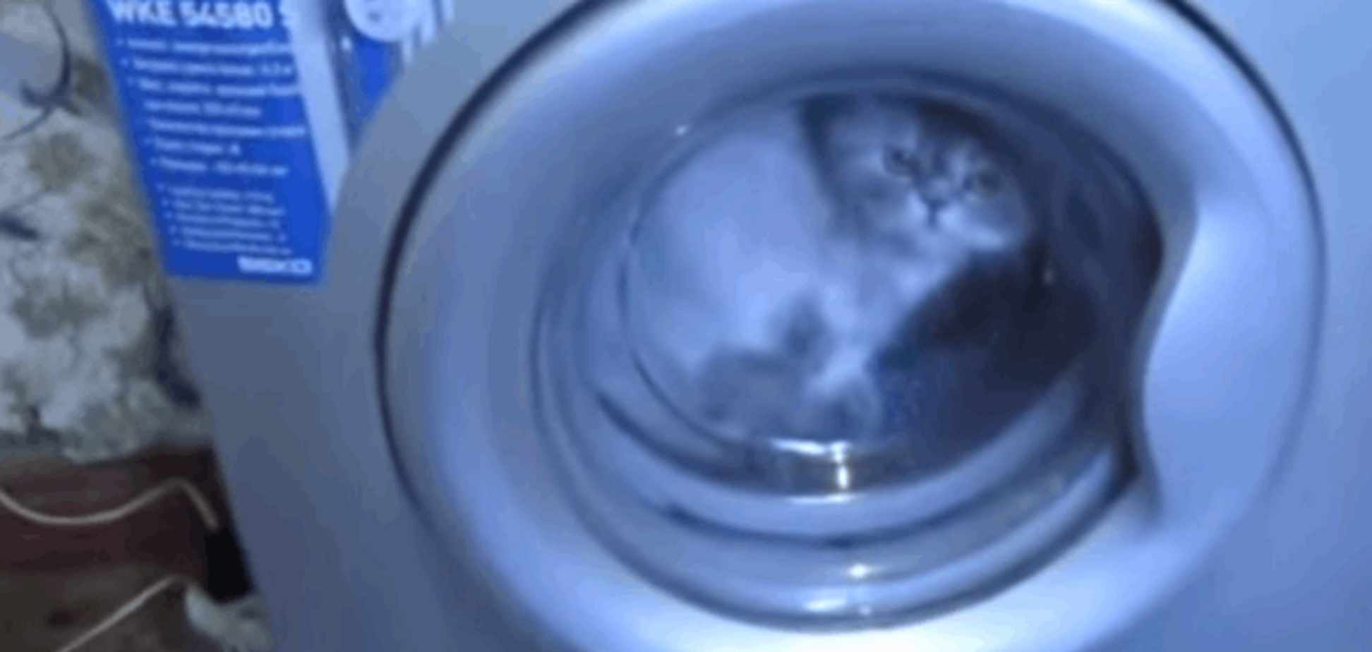 Шок! В России хозяева наказали кота стиркой в машинке: ужасающее видео	