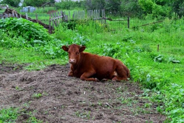 Под Мариуполем террористы 'ДНР' расстреляли мирные дома с животными