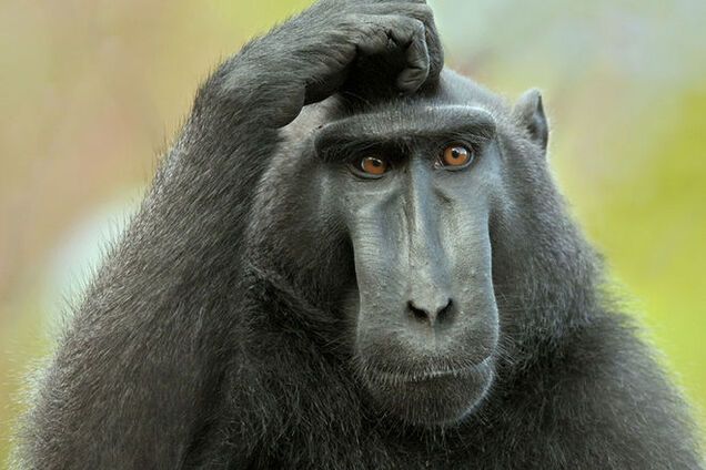 Виток эволюции: ученые объяснили отличия тела человека и обезьяны