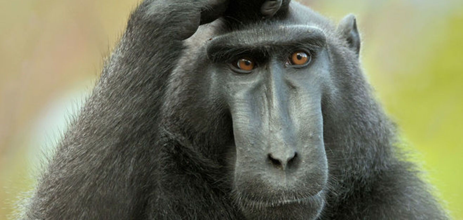 Виток эволюции: ученые объяснили отличия тела человека и обезьяны