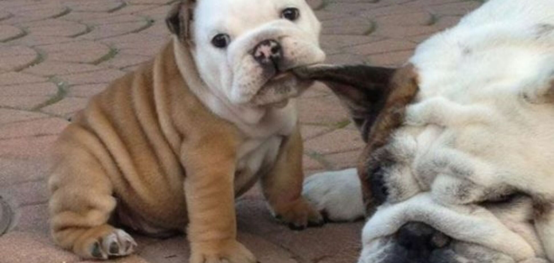 Мамы такие мамы: 'мимишность' фото собачьей любви просто зашкаливает