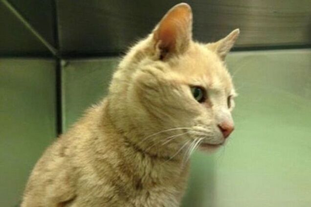 Рыжий кот-проныра покинул дом и за 15 лет прошел полмира