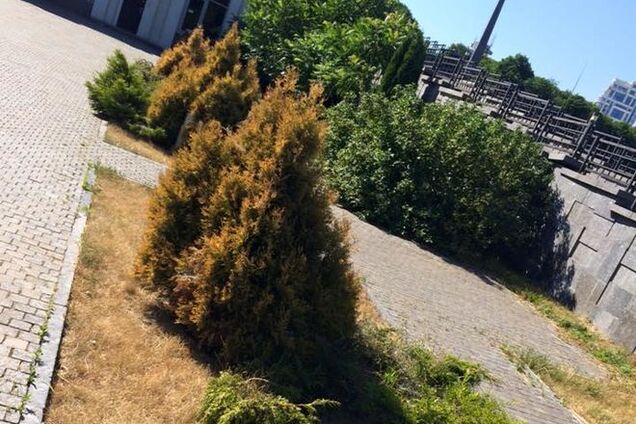 Парк Славы в Киеве превратился в 'сухую икебану': фотофакт