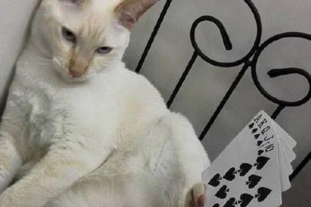 Невозмутимый кот, который держит в лапах разные предметы: смешные фото