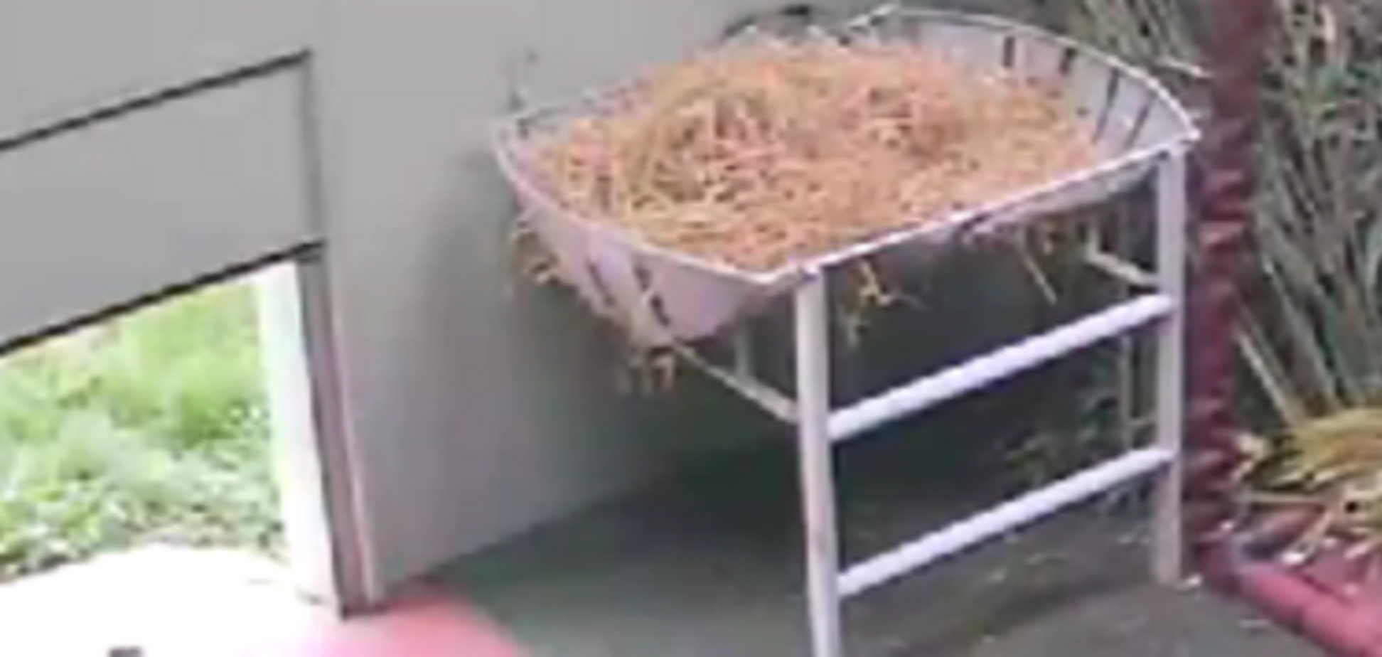 Знаменитая панда Тянь-Тянь порадовала посетителей зоопарка трюком ниндзя