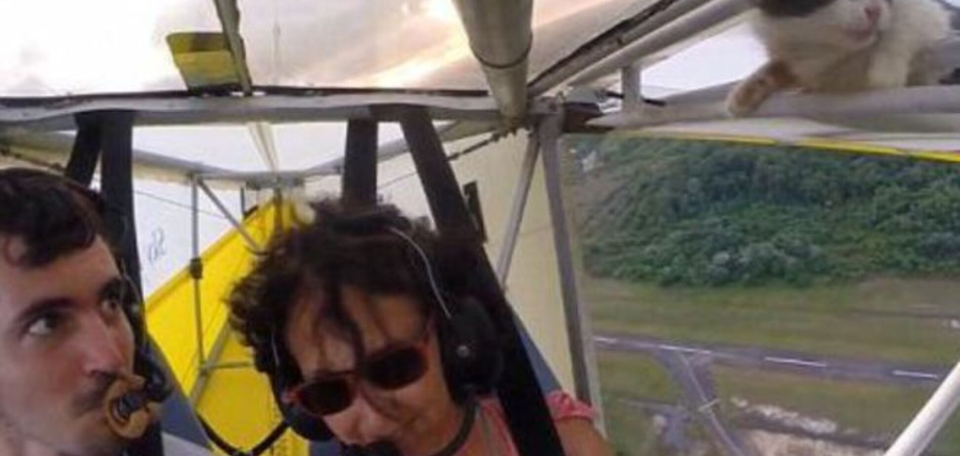 Дерзкий кот сорвал полет на самолете: видеофакт