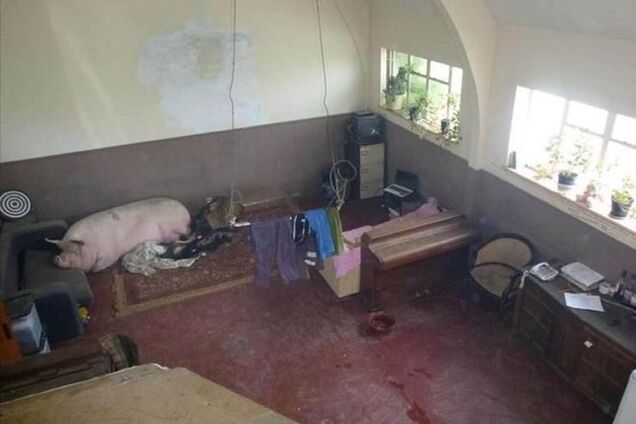 Самые худшие фото по продаже дома: свиньи на полу, кресты и унитазы повсюду