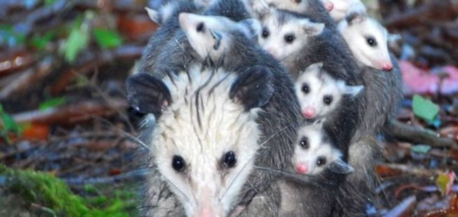 Эти животные заставят вас мечтать о дружной семье: трогательные фото зоородителей