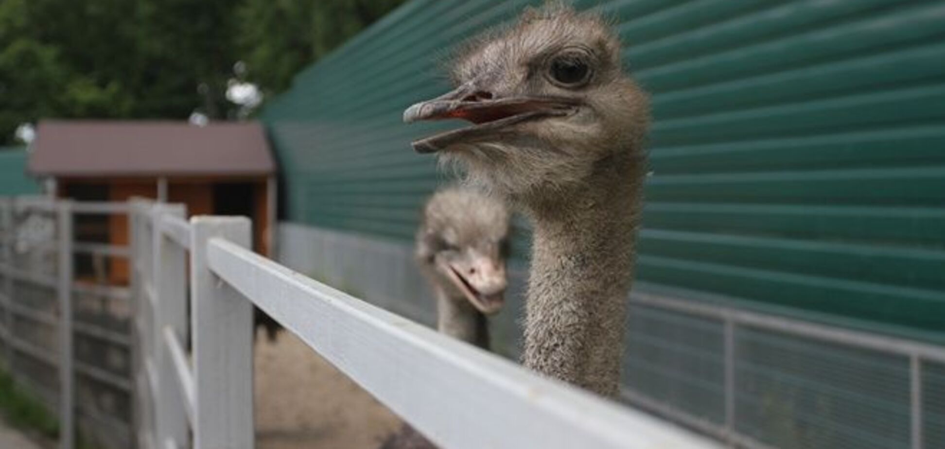 Виктор Федорович и страусы