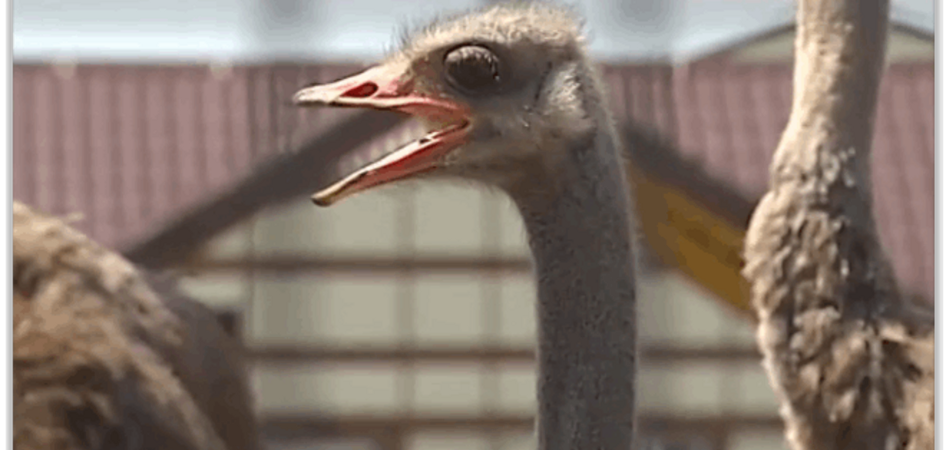 Без Януковича у страусов из Межигорья упала рождаемость