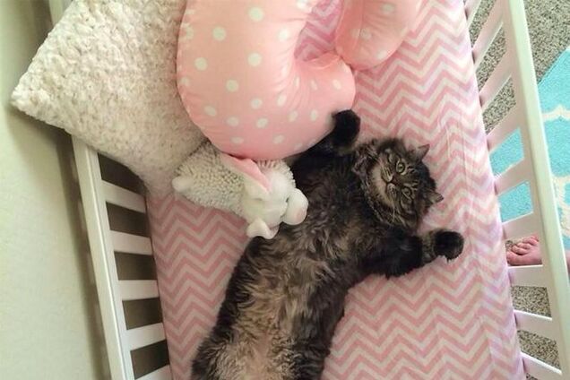 Фото кота, который решил, что детскую кроватку купили для него, стало хитом сети