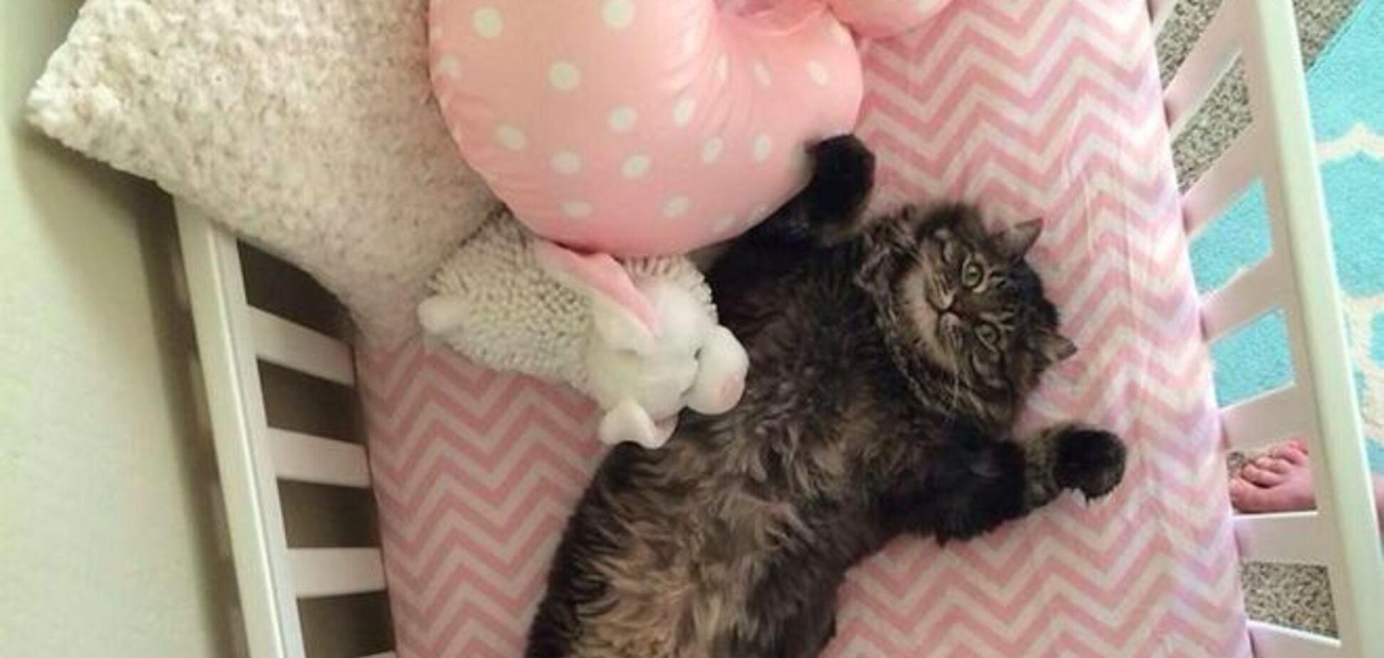 Фото кота, который решил, что детскую кроватку купили для него, стало хитом сети
