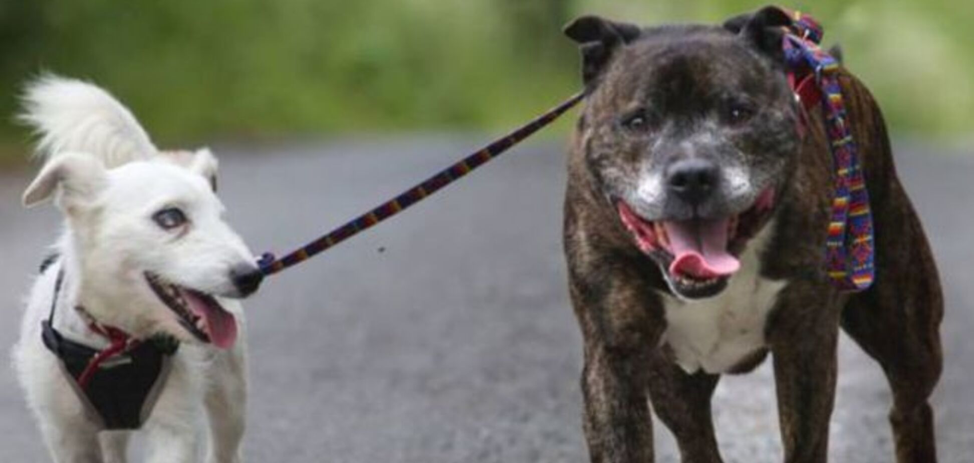 Бультерьер-поводырь спас слепого друга от бури