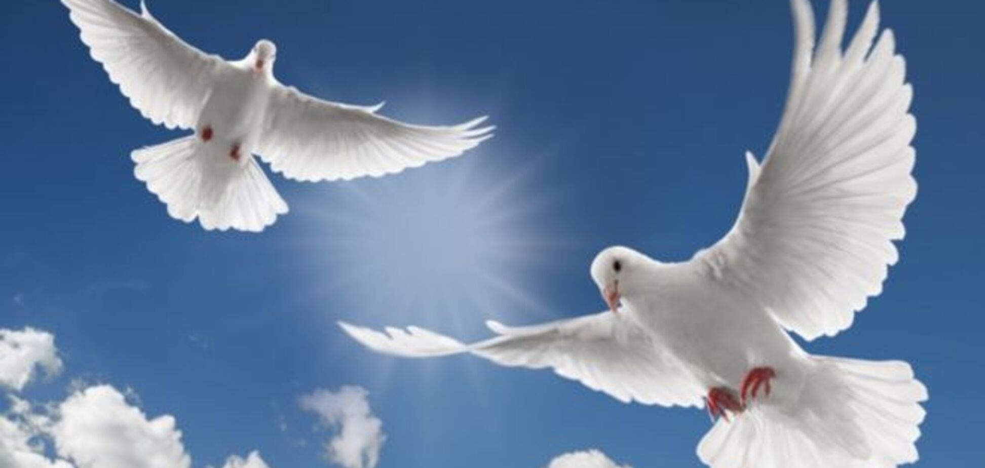 Голуби-бандеровцы