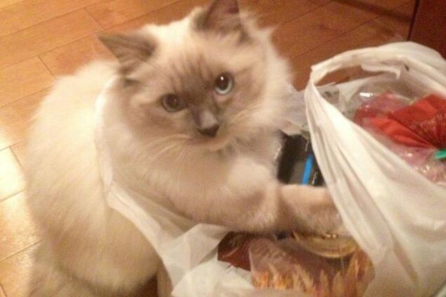 10 котов, которых неожиданно поймали за тайным делом