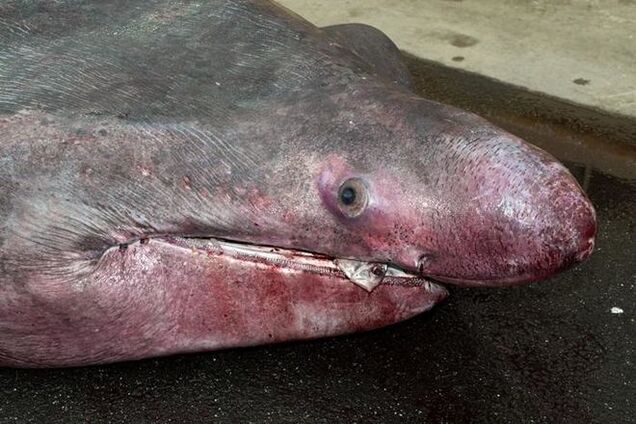 Рыбаки случайно поймали редкую исполинскую акулу: фотофакт
