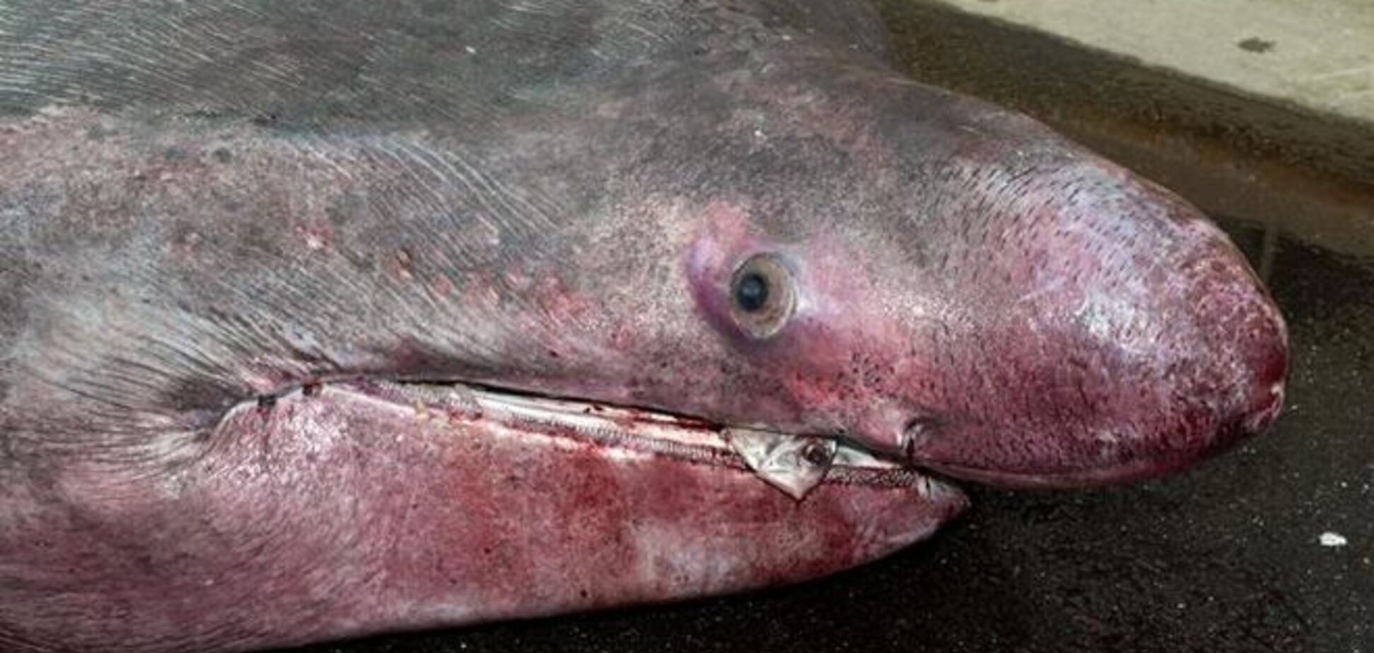 Рибалки випадково спіймали рідкісну велетенську акулу: фотофакт