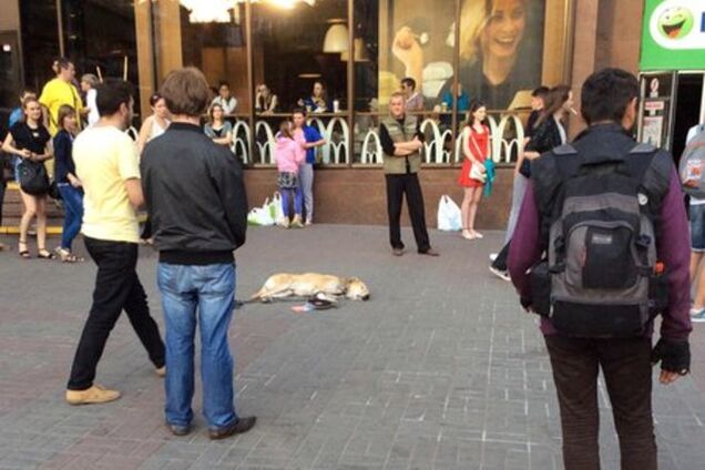 На Крещатике заметили измученную собаку со странным 'дрессировщиком'