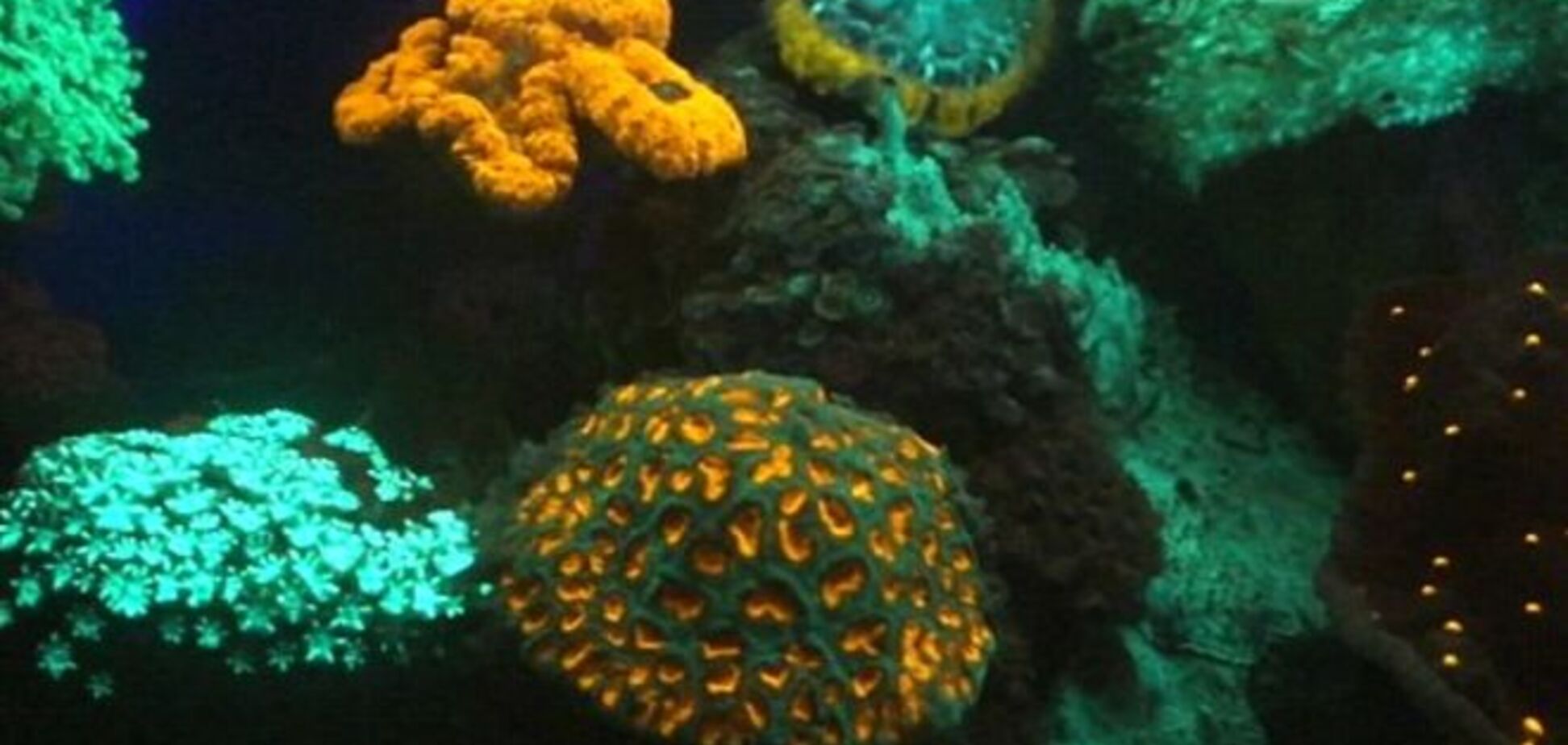 В глубинах Красного моря найдены удивительные светящиеся кораллы