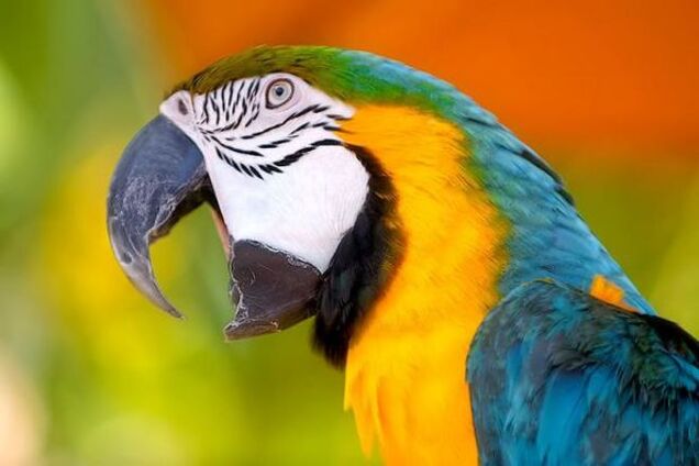 Вчені зрозуміли, чому папуги так добре імітують голоси
