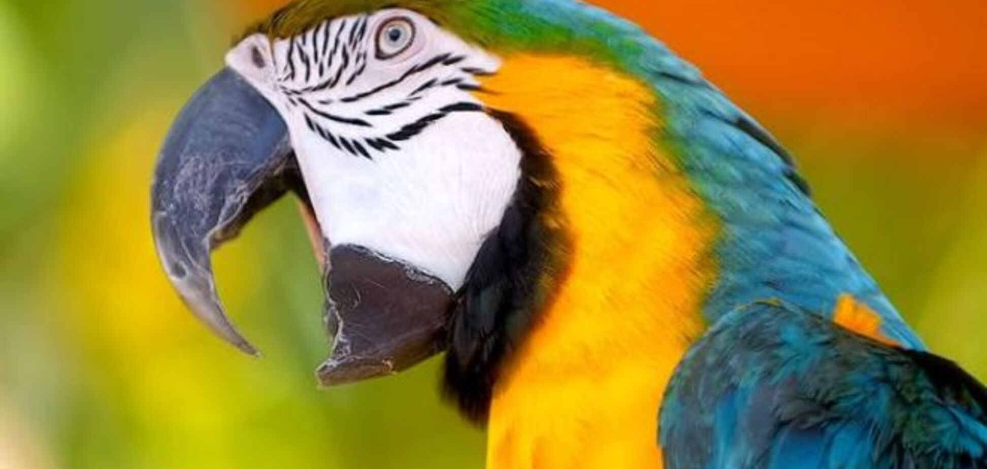 Ученые поняли, почему попугаи так хорошо имитируют голоса