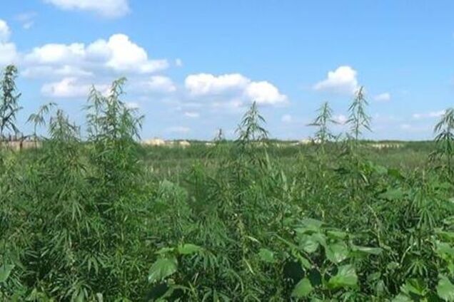 На Киевщине милиция обнаружила 60 гектаров конопли