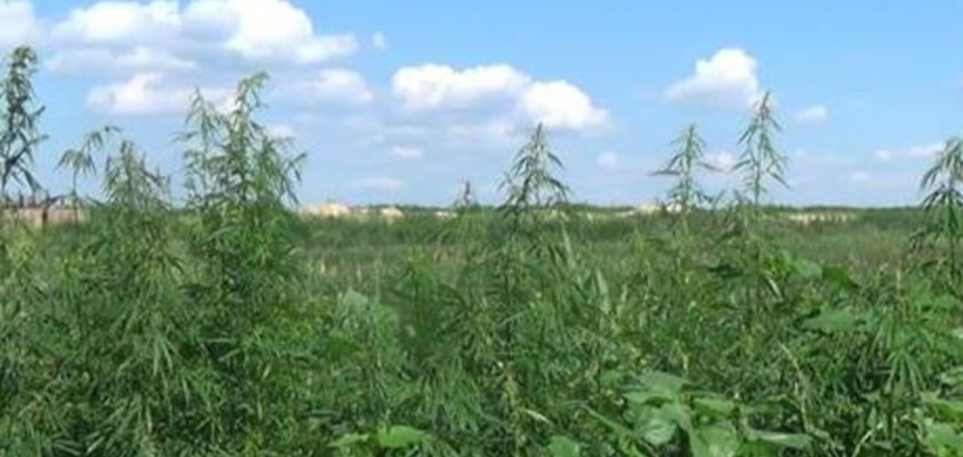 На Киевщине милиция обнаружила 60 гектаров конопли