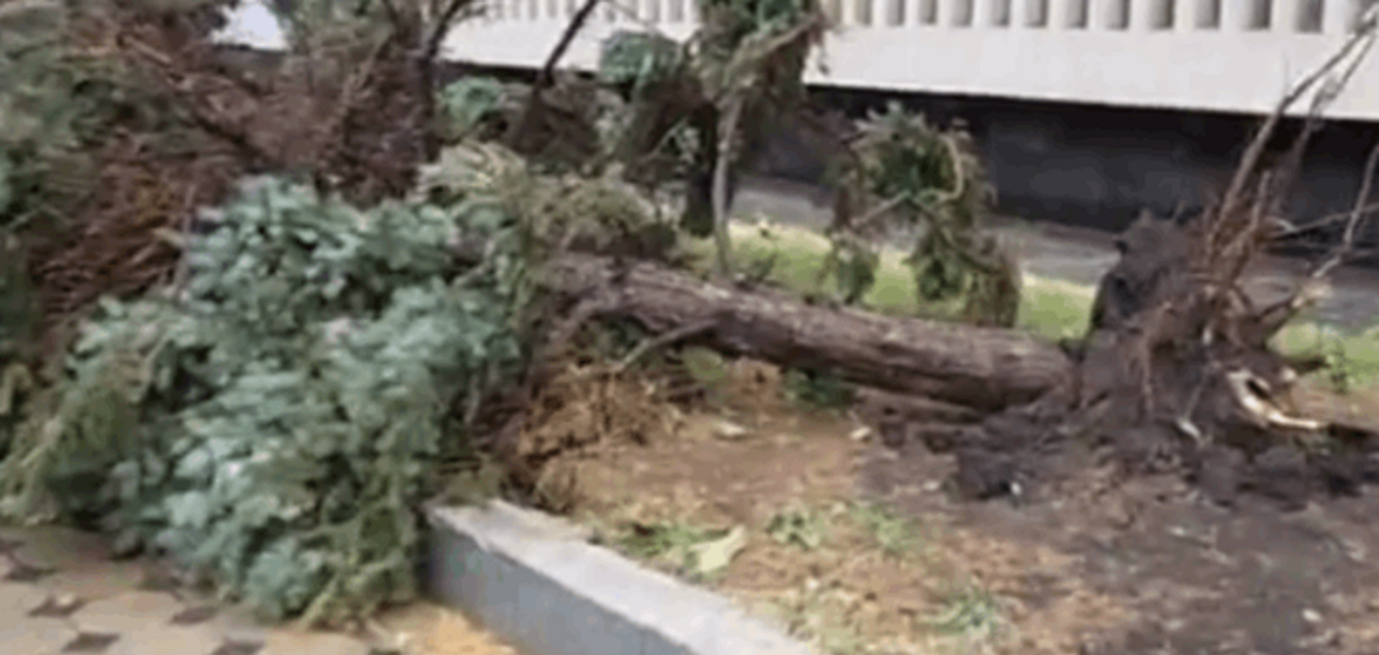В оккупированном Луганске ураган вырвал деревья с корнями: опубликованы фото и видео