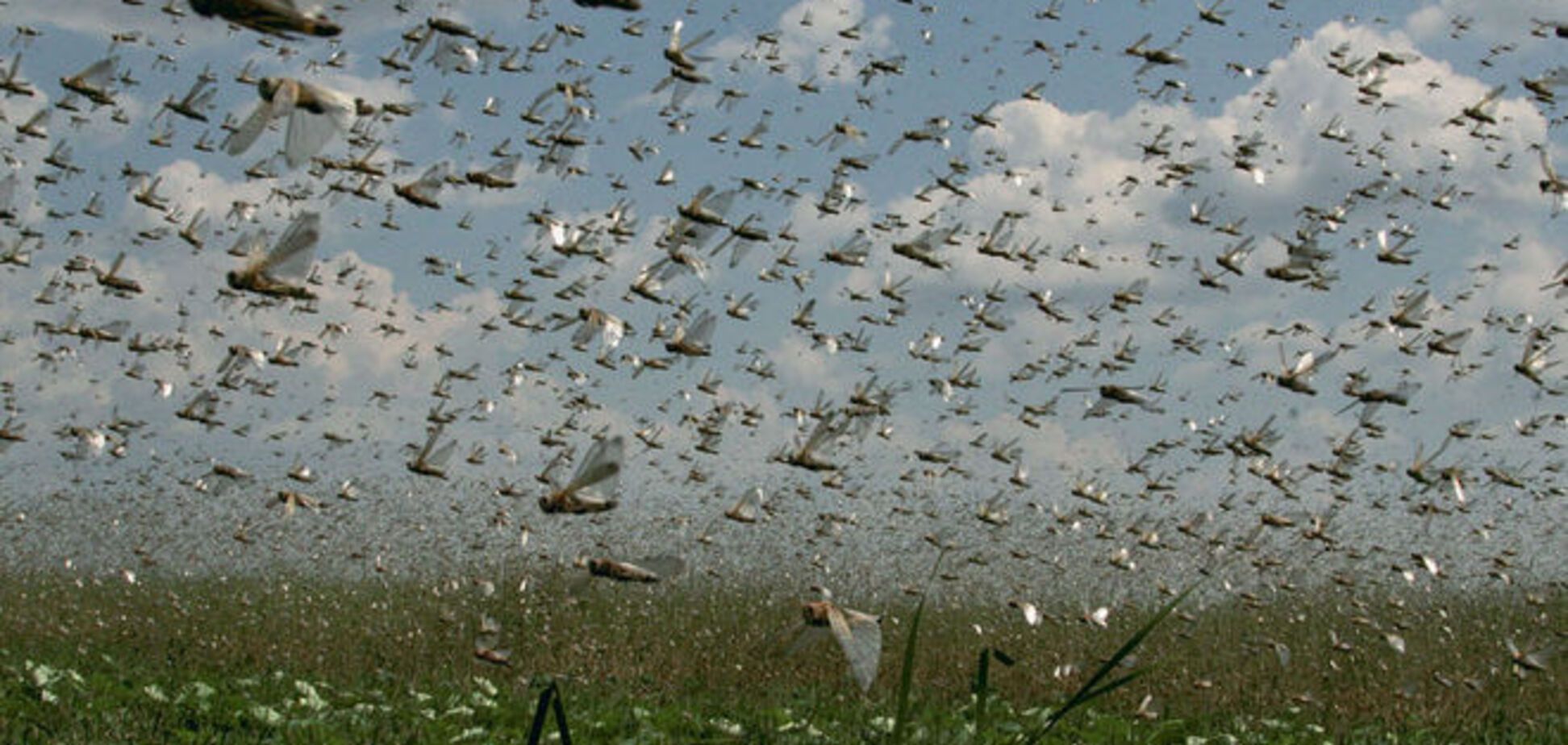 'Египетские казни' России: после наводнения на федерацию полезла саранча