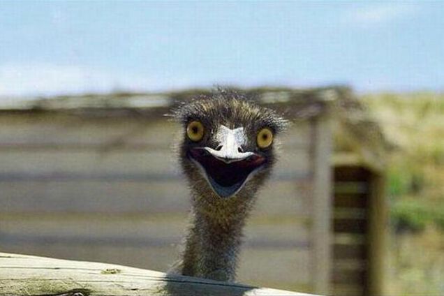 Премия Страуса: крадущийся джип, явление Януковича и педофил из 'Х-фактора'