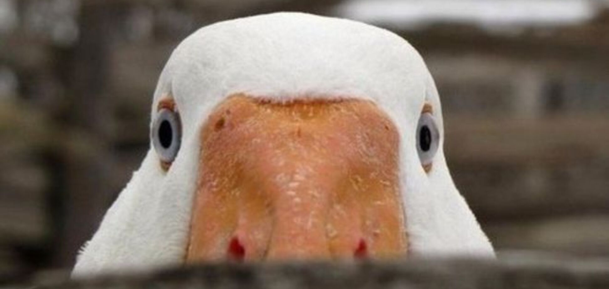 Яресько розповіла про український дефолт - 'утку'