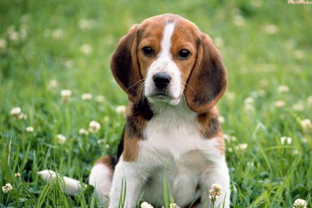 Парень, у которого девушка потребовала избавиться от собаки, написал остроумное объявление