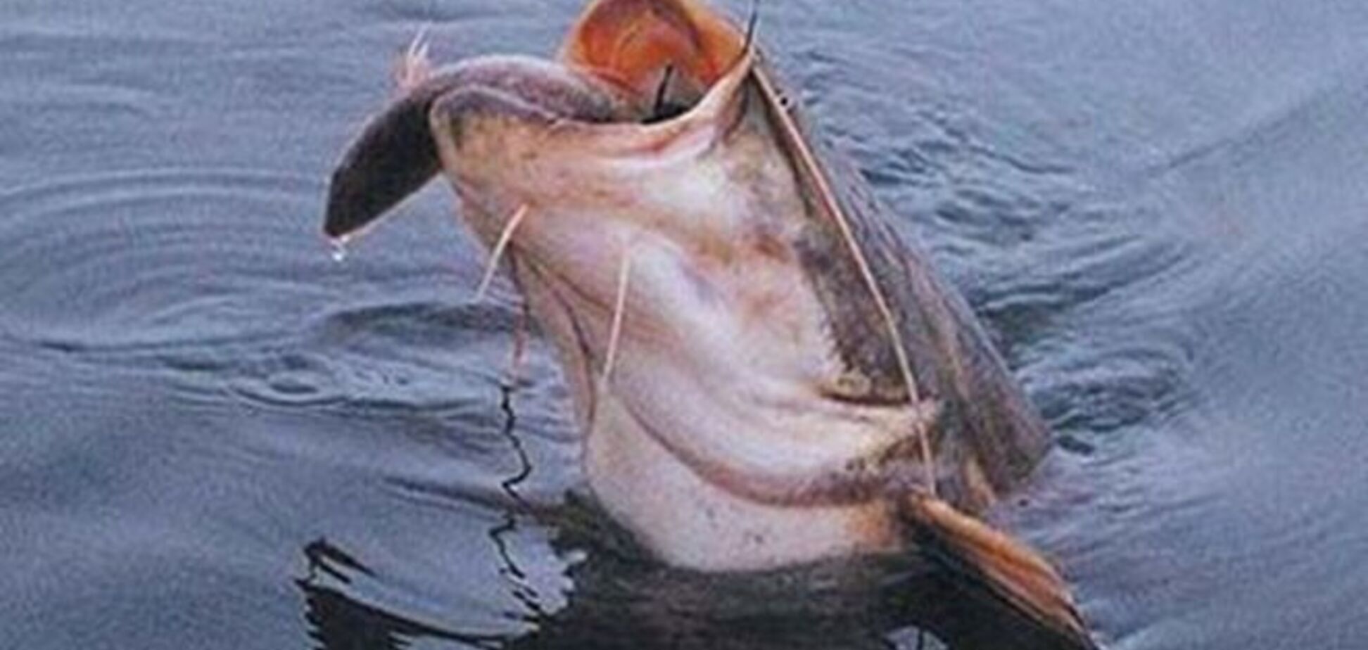 Закарпатец поймал 80-килограммового сома-гиганта: опубликованы фото