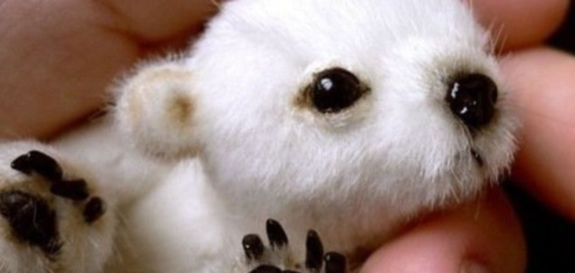 Таких младенцев вы точно не видели! Собраны самые милые фото зооноворожденных