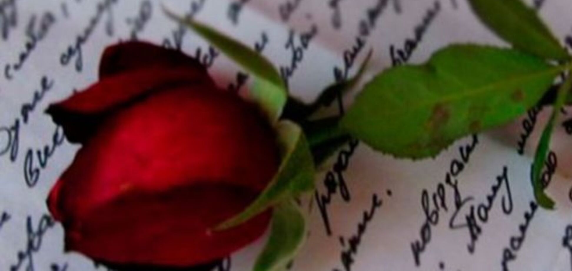 Боец АТО прислал своей любимой неувядающую розу с фронта: фотофакт