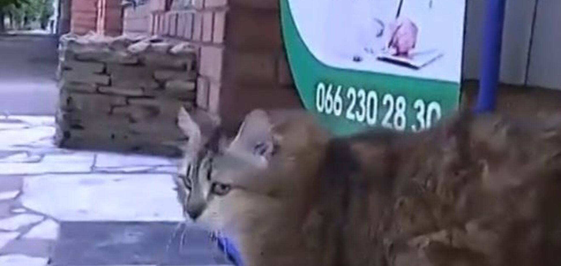 Жизнь войне назло: кошка с оторванными снарядом лапами скоро станет мамой