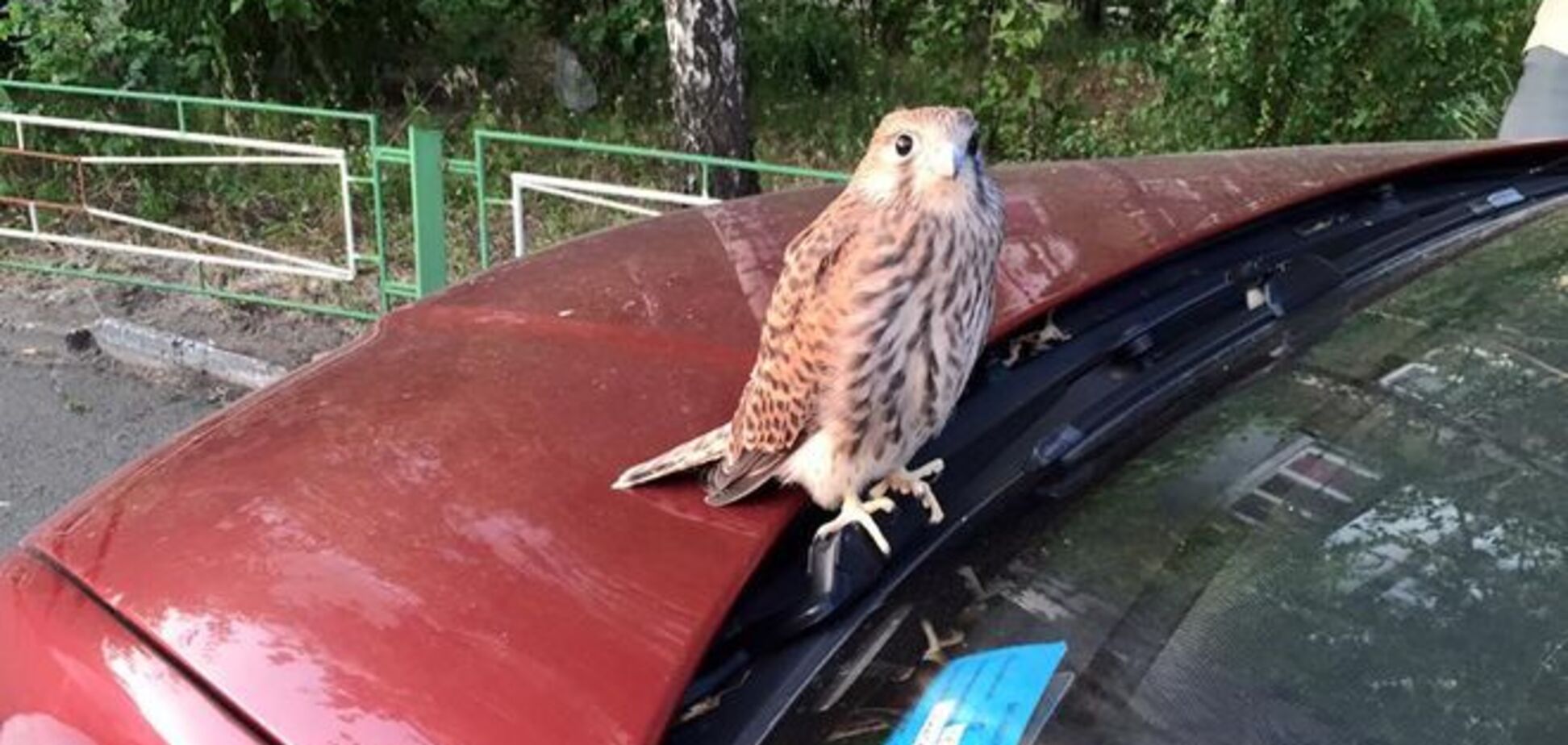 Птичку жалко! В Киеве на Оболони потерялся… сокол: фотофакт