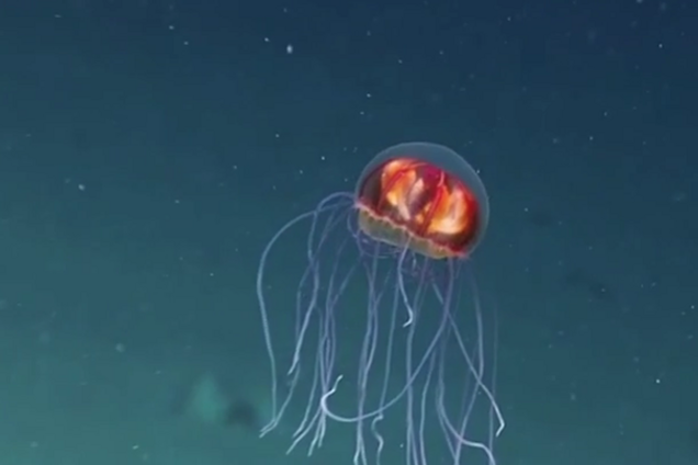 Ученых удивили странные жители морского дна: опубликовано видео