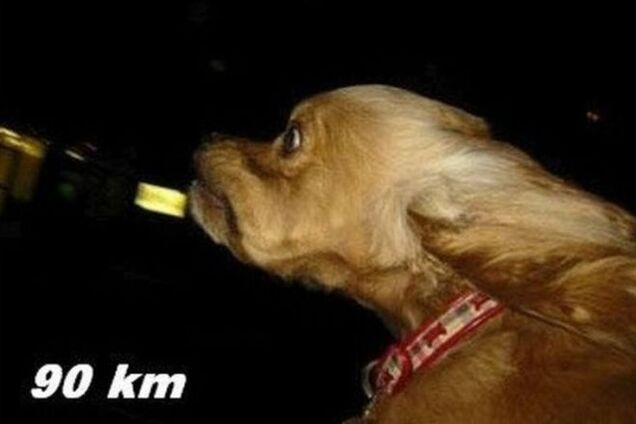 Собаки и ветер: что будет с псом при наборе скорости в авто