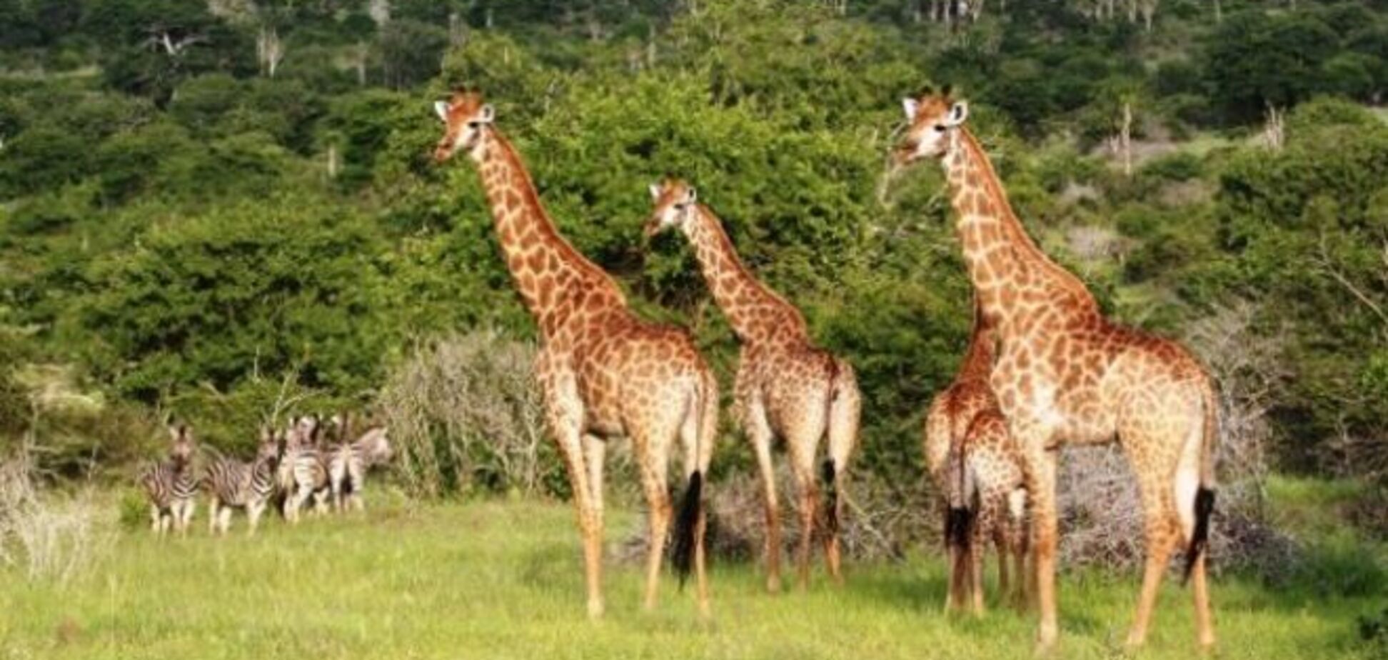 Живописна Африка: 15 заповедных парков, которые окунут вас в мир дикой природы