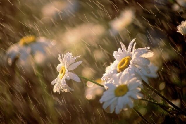 Прогноз погоди на літо-2015: названі найспекотніші та дощові місяці