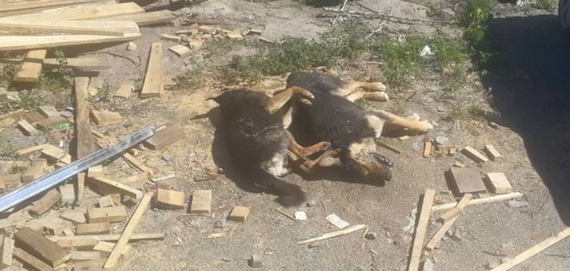 В Киеве неизвестные отравили 25 бездомных собак с чипами
