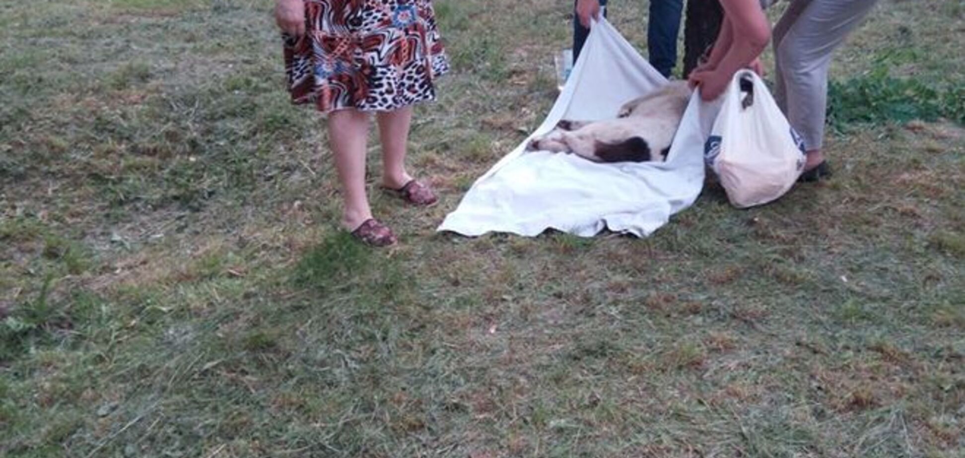 В Киеве водитель дважды переехал спящую собаку